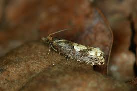 Attēlu rezultāti vaicājumam “Epinotia trigonella”