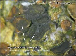 Attēlu rezultāti vaicājumam “Xanthoriicola physciae”