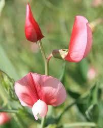 Attēlu rezultāti vaicājumam “Lathyrus sylvestris bud”