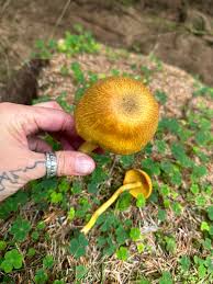 Attēlu rezultāti vaicājumam “Tricholomopsis decora”