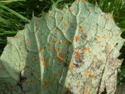 Attēlu rezultāti vaicājumam “Coleosporium sp.”