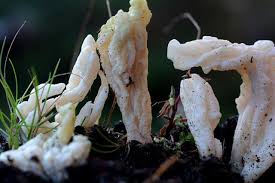 Attēlu rezultāti vaicājumam “Clavulina rugosa”