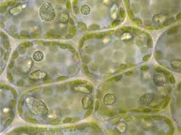 Attēlu rezultāti vaicājumam “Lophocolea minor macro”