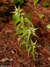 Attēlu rezultāti vaicājumam “Melampyrum sylvaticum flower”