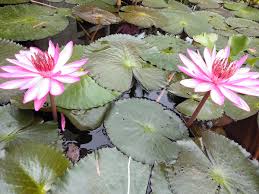 Attēlu rezultāti vaicājumam “Nymphaeaceae”