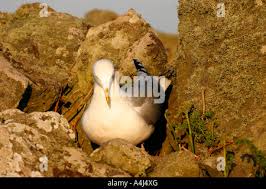 Attēlu rezultāti vaicājumam “Larus argentatus eggs”