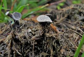 Attēlu rezultāti vaicājumam “Poronia punctata”