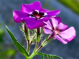 Image result for Phlox drummondii
