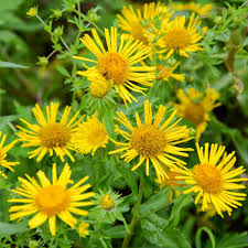 Image result for Inula helenium