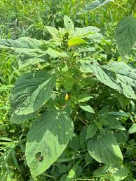 Attēlu rezultāti vaicājumam “Amaranthus retroflexus leaf”