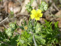 Attēlu rezultāti vaicājumam “Potentilla argentea”