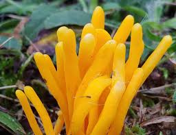 Attēlu rezultāti vaicājumam “Clavaria argillacea”