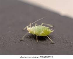 Attēlu rezultāti vaicājumam “Sacchiphantes abietis exuvia”