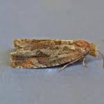 Attēlu rezultāti vaicājumam “Epiblema foenella”