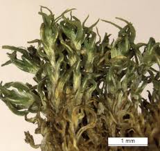 Attēlu rezultāti vaicājumam “Jungermannia sphaerocarpa”