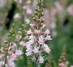 Attēlu rezultāti vaicājumam “Linaria loeselii fruit”