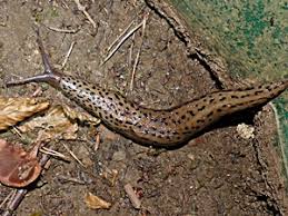 Attēlu rezultāti vaicājumam “Limax maximus”