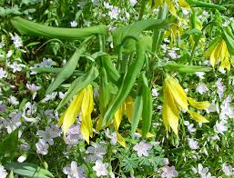 Attēlu rezultāti vaicājumam “Uvularia grandiflora flower”