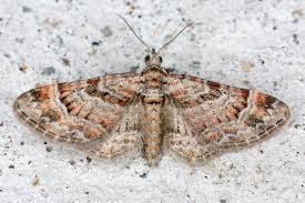 Attēlu rezultāti vaicājumam “Gymnoscelis rufifasciata”