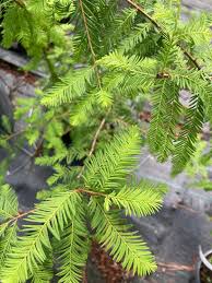 Attēlu rezultāti vaicājumam “Taxodium distichum”