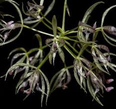 Attēlu rezultāti vaicājumam “Didymium aggregatum macro”