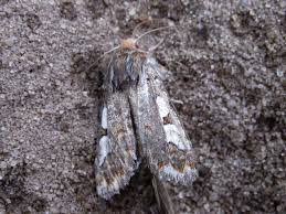 Attēlu rezultāti vaicājumam “Panolis flammea”