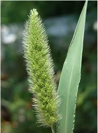 Attēlu rezultāti vaicājumam “Setaria italica”