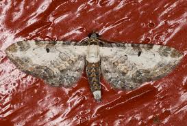 Attēlu rezultāti vaicājumam “Eupithecia succenturiata”