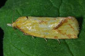 Attēlu rezultāti vaicājumam “Agapeta hamana”