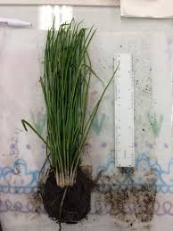 Attēlu rezultāti vaicājumam “Isoetes echinospora leaf”