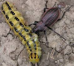 Attēlu rezultāti vaicājumam “Carabus arcensis”