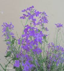 Attēlu rezultāti vaicājumam “Hesperis matronalis bud”