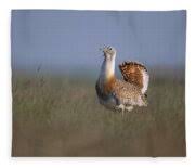 Image result for Otis tarda