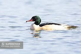 Attēlu rezultāti vaicājumam “Mergus merganser male”