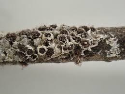 Attēlu rezultāti vaicājumam “Diderma cingulatum”