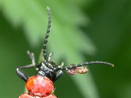 Attēlu rezultāti vaicājumam “Pyrochroidae imago”