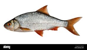 Image result for Rutilus rutilus