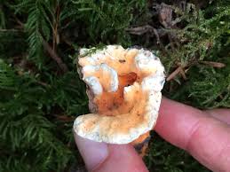 Attēlu rezultāti vaicājumam “Hydnellum aurantiacum”