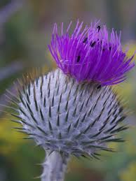 Image result for Onopordum acanthium