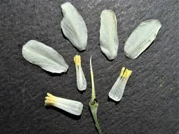 Attēlu rezultāti vaicājumam “Comatricha alta stalked”