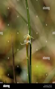 Attēlu rezultāti vaicājumam “Carex pauciflora”