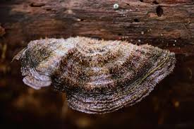 Attēlu rezultāti vaicājumam “Phellinus”