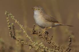 Image result for Sylvia nana