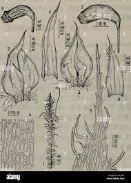 Attēlu rezultāti vaicājumam “Helodium blandowii”
