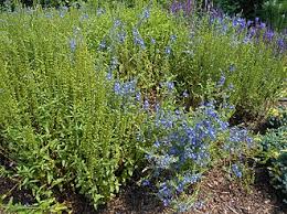 Attēlu rezultāti vaicājumam “Veronica austriaca subsp. teucrium bud”