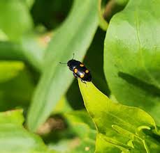 Attēlu rezultāti vaicājumam “Glischrochilus hortensis”