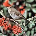 Vermont State Bird Hermit Thrush Catharus guttatus