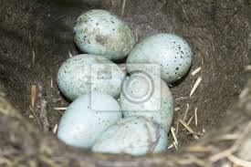 Attēlu rezultāti vaicājumam “Turdus philomelos nest”
