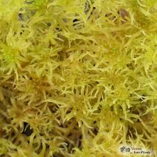 Attēlu rezultāti vaicājumam “Sphagnum flexuosum”