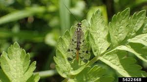 Attēlu rezultāti vaicājumam “Panorpa communis”